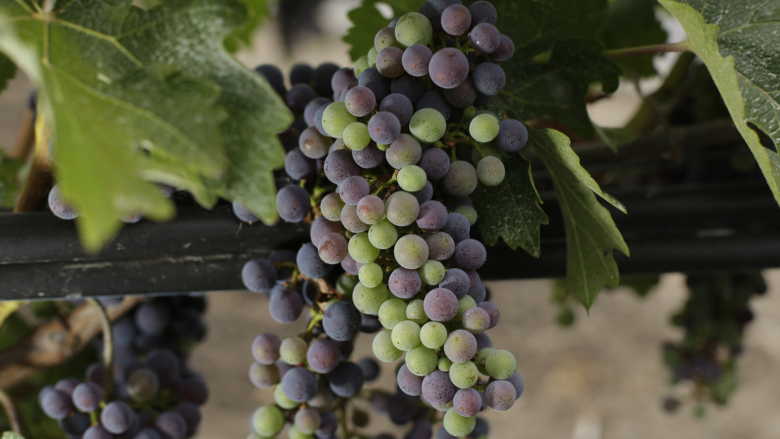Científicos de EE.UU. consiguen mejorar la calidad del vino ralentizando la maduración de las uvas