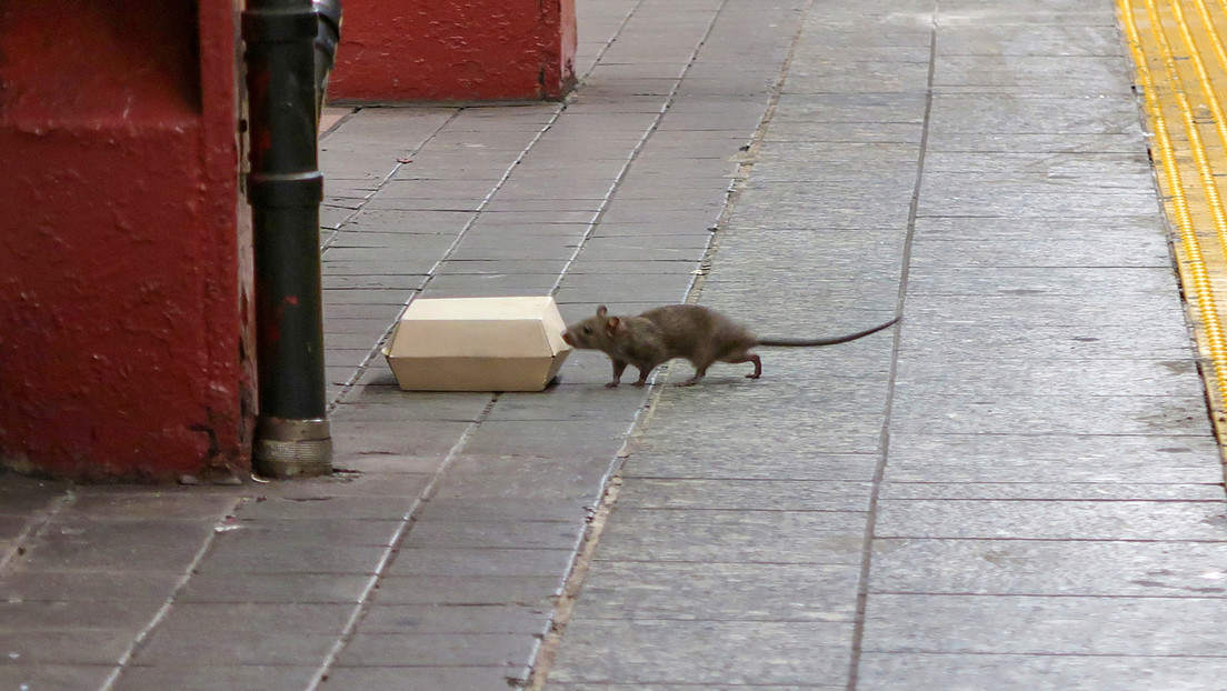 ¿Anticonceptivos para ratas?: la última propuesta para combatir la plaga en Nueva York