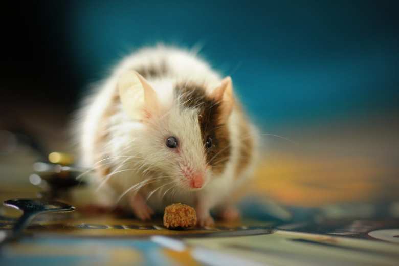 pastilla para adelgazar, obesidad en ratones, grasa, shallow focus photo of white hamster