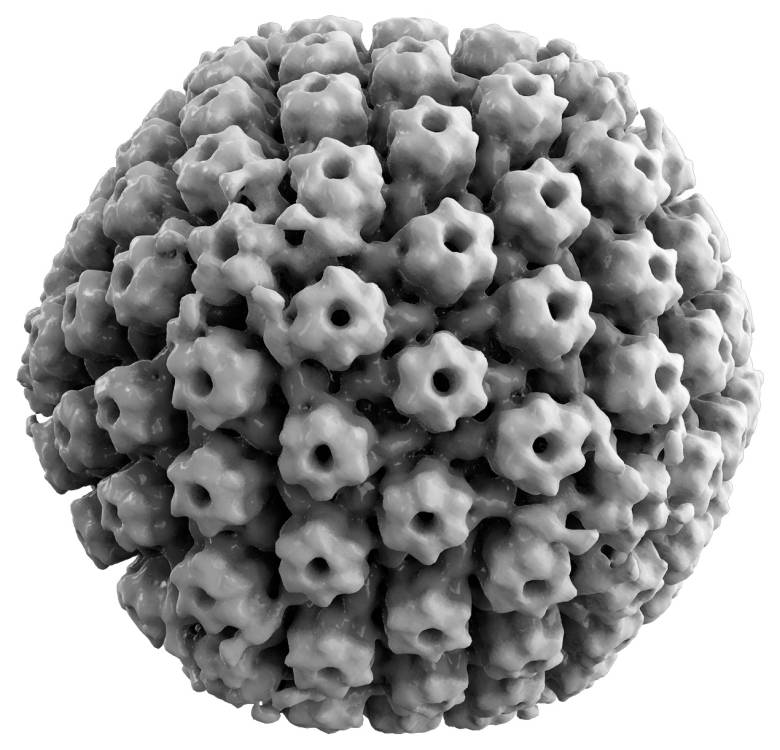 virus del herpes