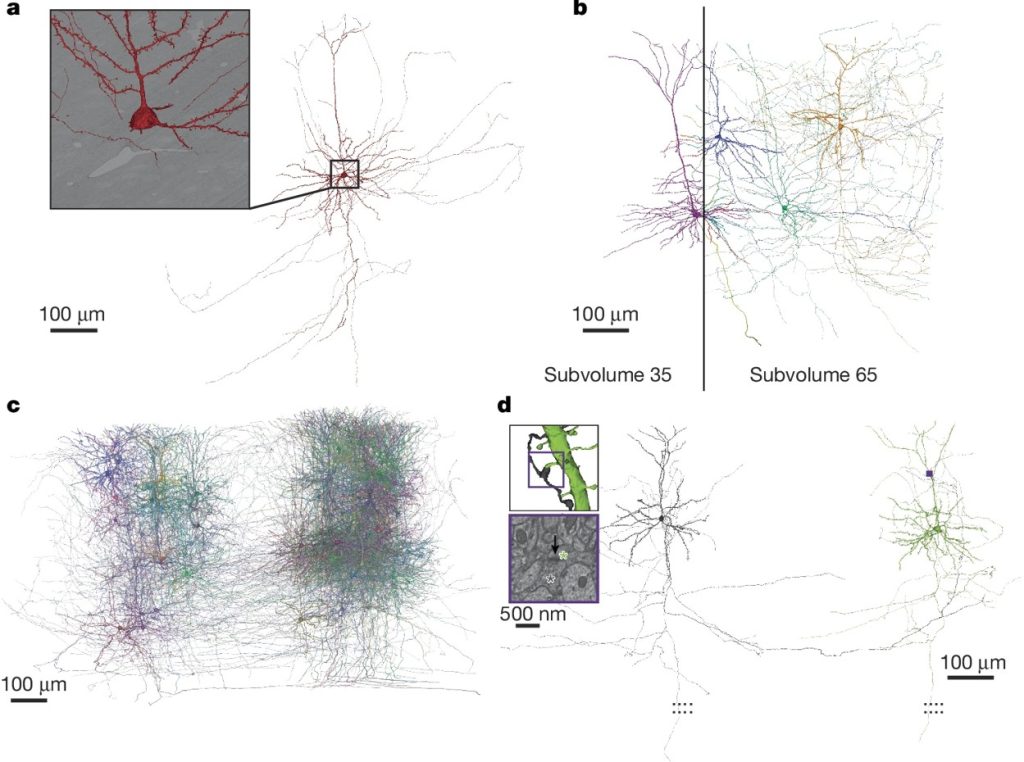 MICrONS mapa cerebral mamífero ratones