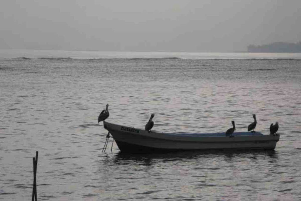 Norte débil no afectará tanto al sector pesquero, seguirán con captura de especies en el puerto