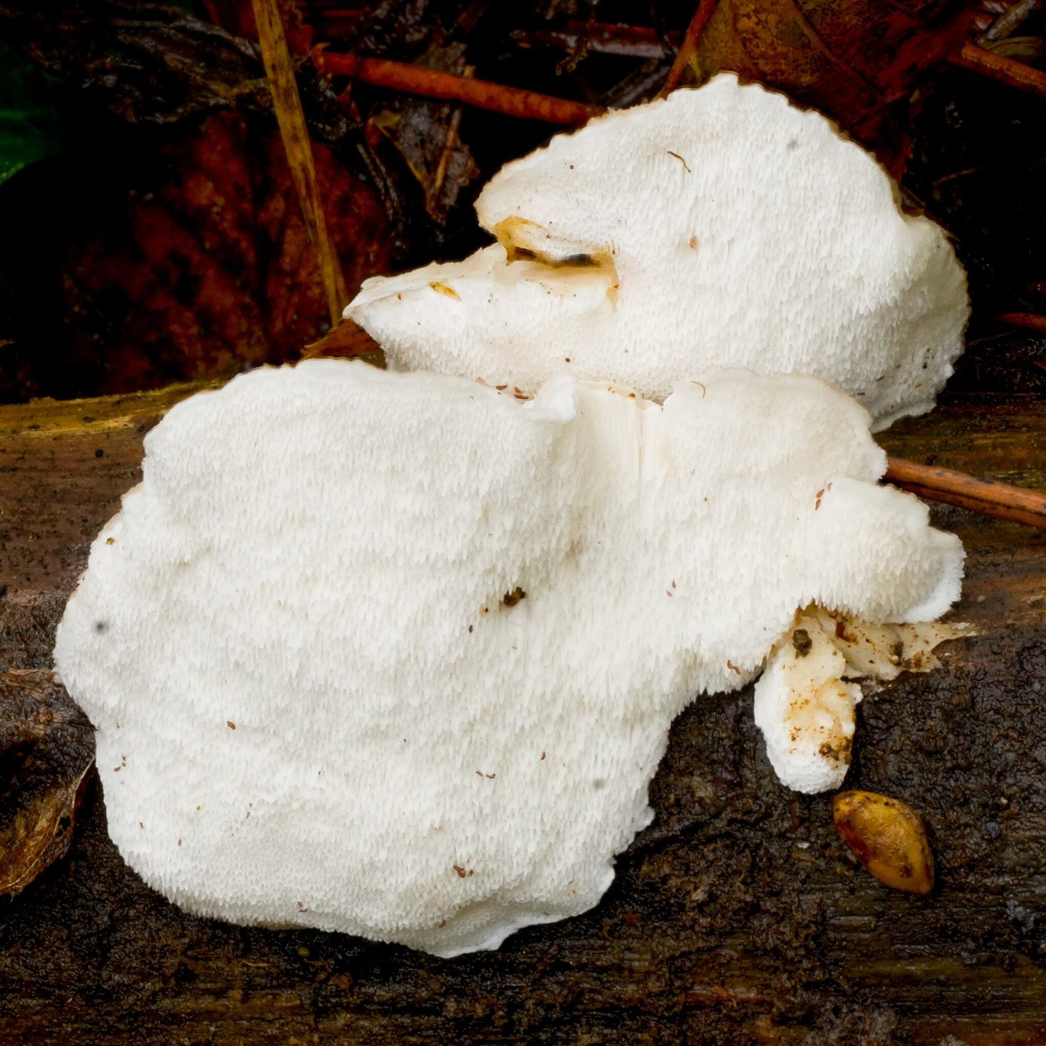 Amaropostia stiptica