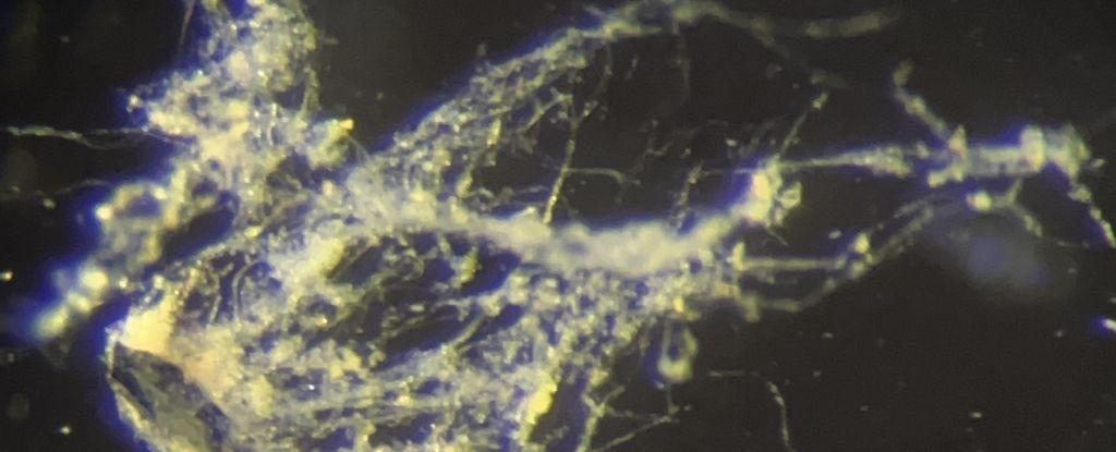 bacterias eléctricas