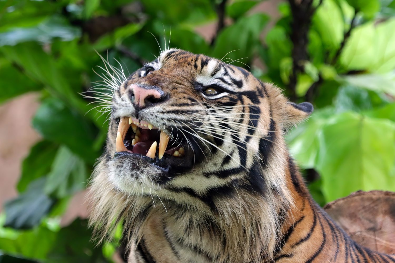 animales rencorosos