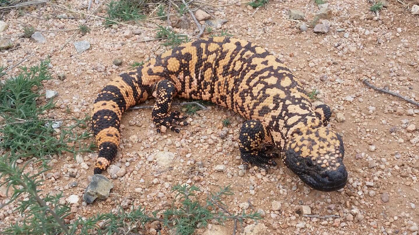 monstruo de Gila, Ozempic