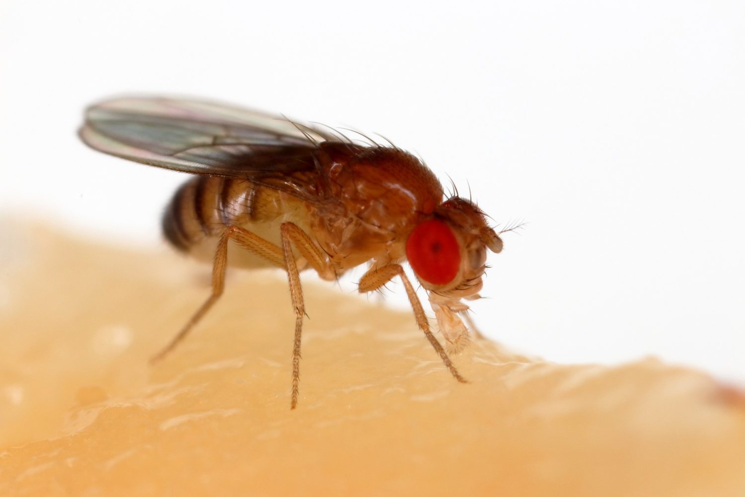 mosca de la fruta