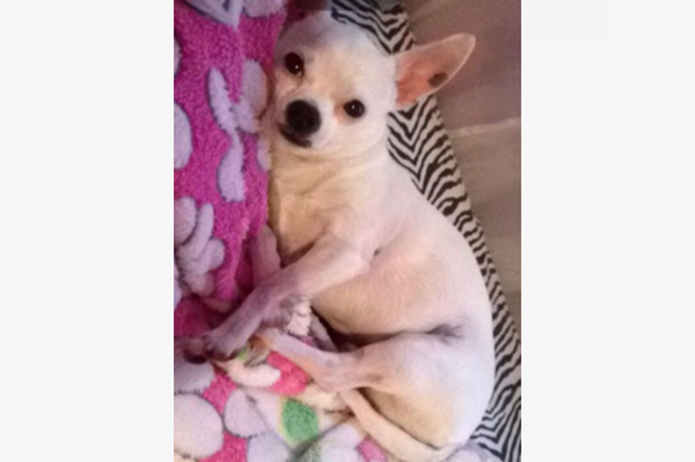 ¡De vuelta a casa! Pizarra adopciones