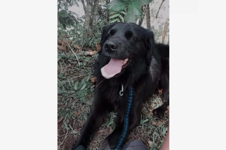 ¡De vuelta a casa! Pizarra adopciones