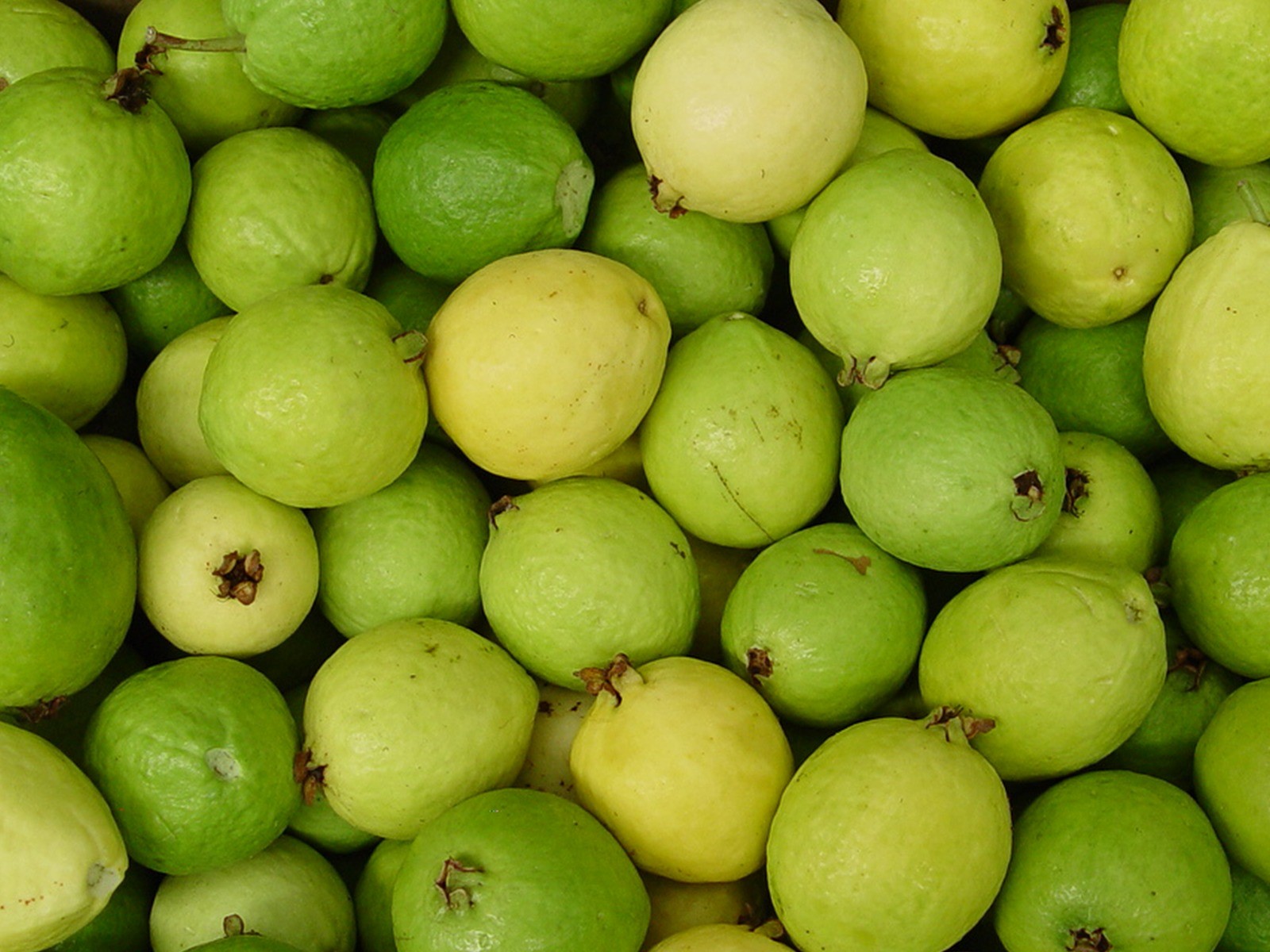 /cms/uploads/image/file/1019010/Guayaba_blog_3.jpg