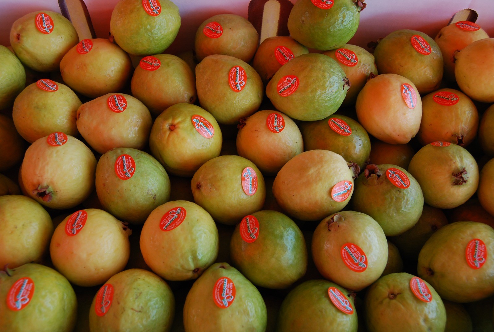 /cms/uploads/image/file/1019013/Guayaba_blog_6.jpg
