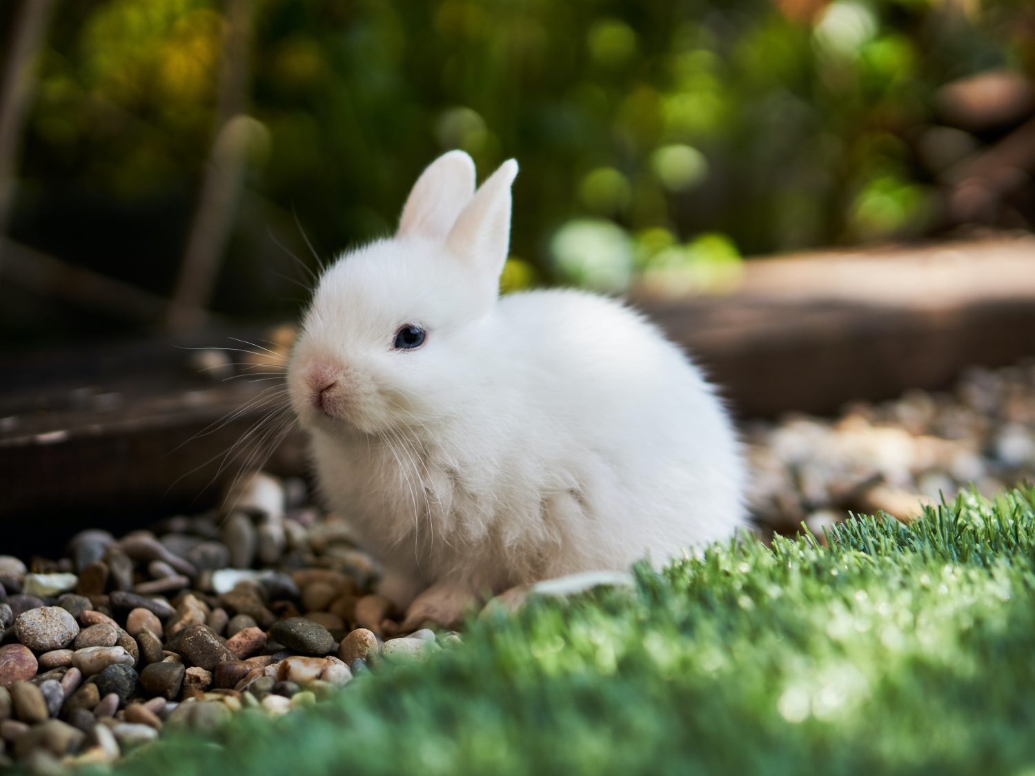 conejo