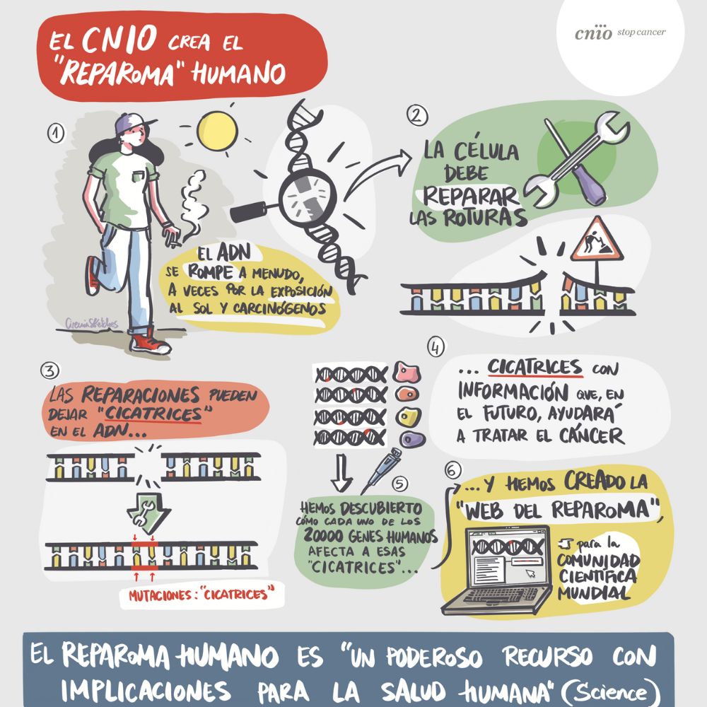 reparoma humano