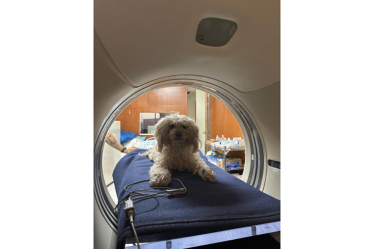 Cáncer de mama también amenaza a perras y gatas: detección temprana salva vidas