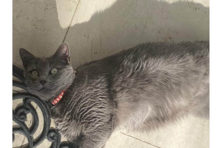 Mascoticas- Pizarra 7 de nov