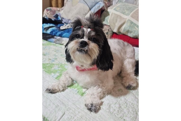 Mascoticas- Pizarra 7 de nov