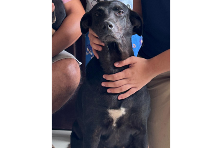 Mascoticas 29 de noviembre