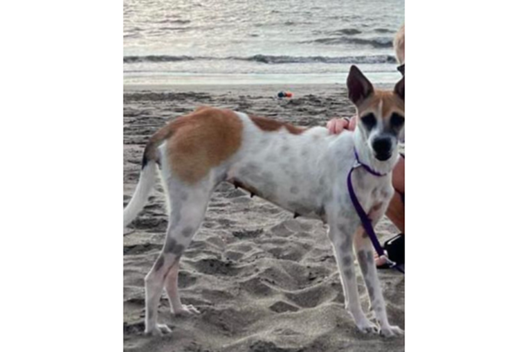 Mascoticas 29 de noviembre