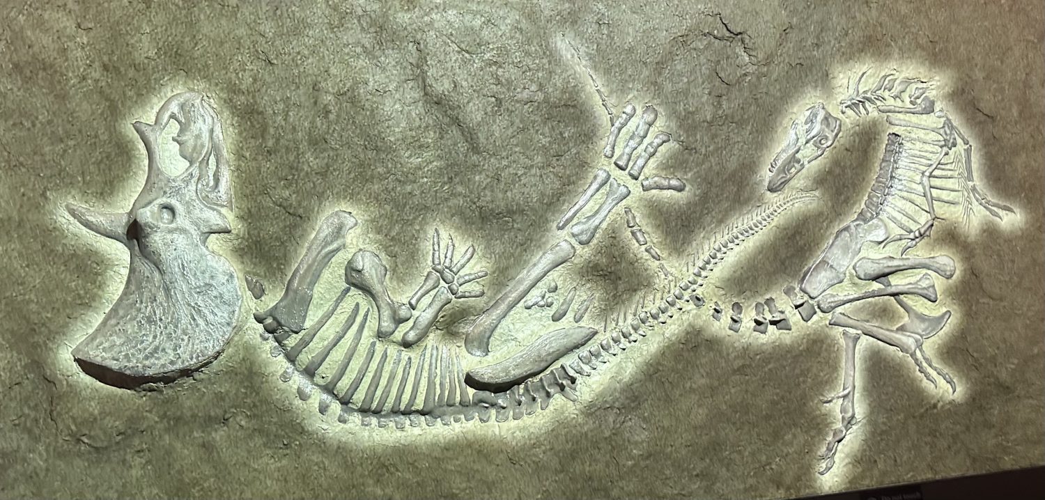 duelo de dinosaurios