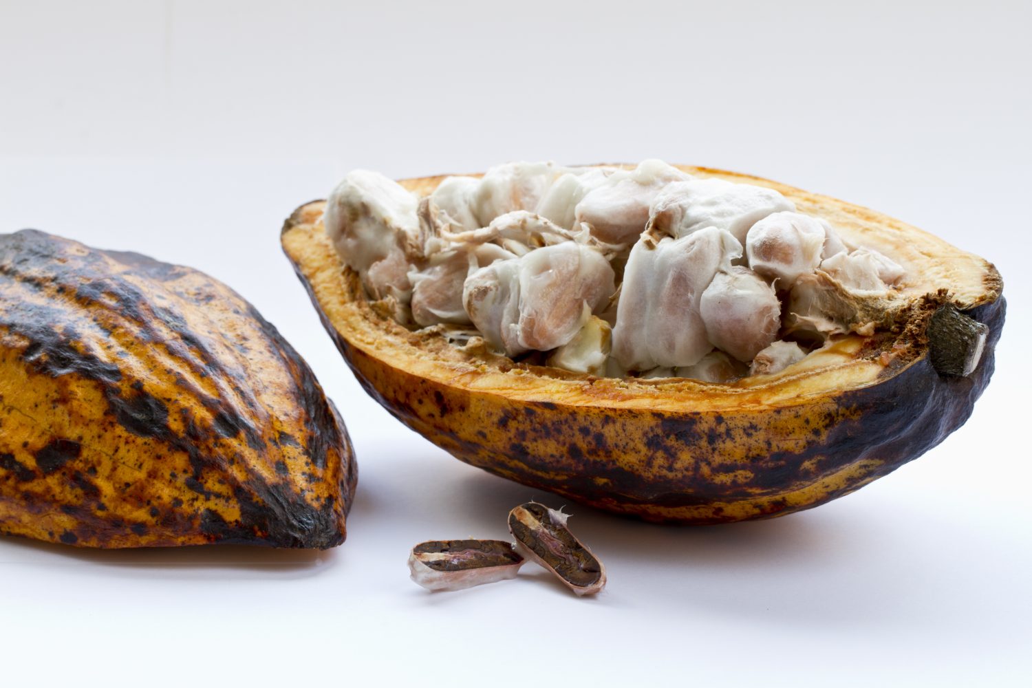 grano de cacao