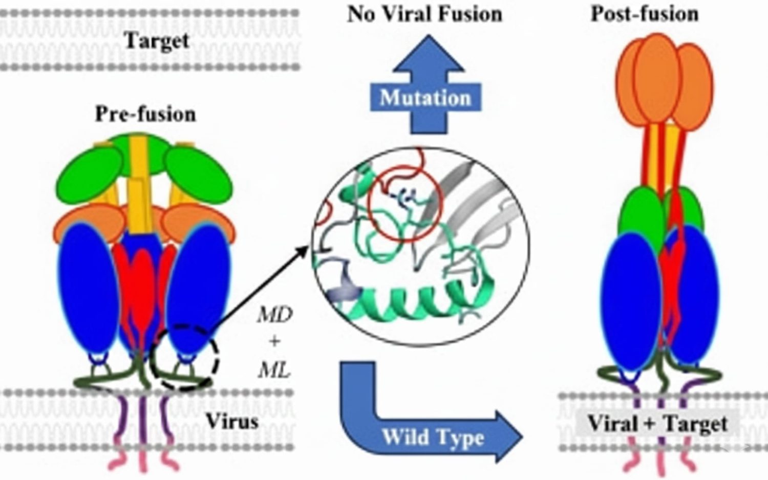 proteína de fusión viral