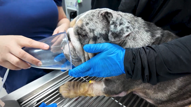 Costa Rica recibe mascotas de Panamá y Estados Unidos para tratamientos de radioterapia co