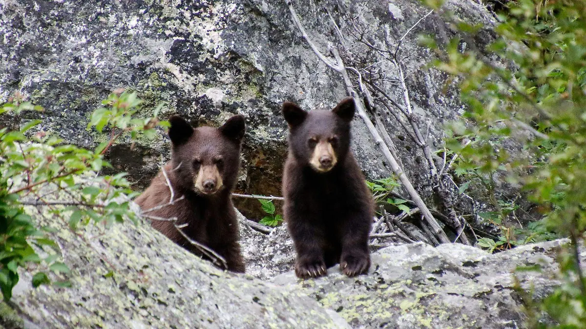 El Programa Huellas impulsa acciones de monitoreo científico y restauración de ecosistemas.