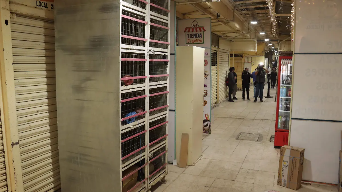 Preparan estrategia para evitar venta de animales por internet en CdMx