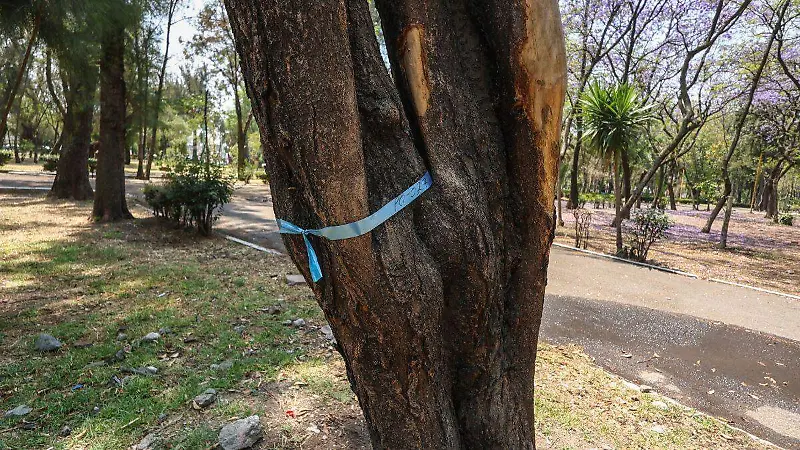 arboles transplantados cdmx 5