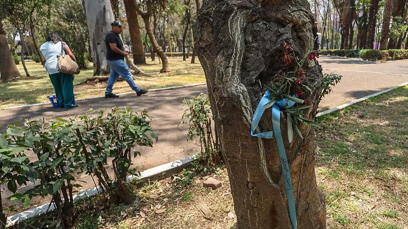 arboles transplantados cdmx