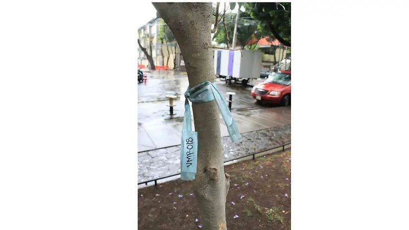 arboles  transplantados cdmx omar flores