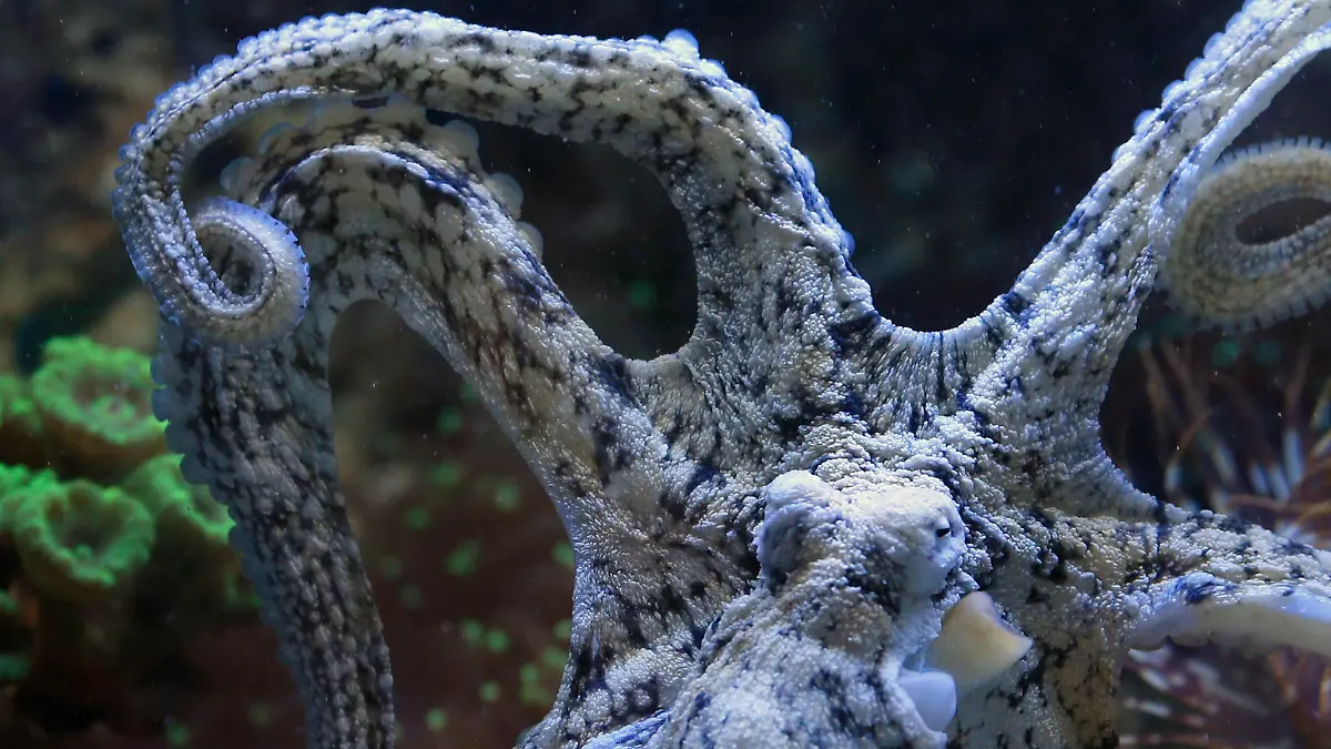 Kraken-pulpos gigantes 